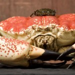 giant-crab-4