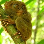 philippine-tarsier