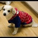 Spider-man dog costume