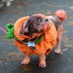 Dog Pumpkin