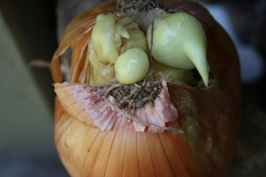 Onion of your nightmares