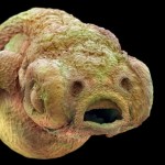 Embryonic Zebrafish
