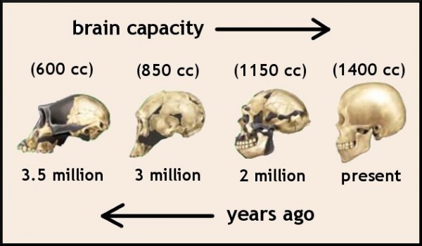 Brain Size