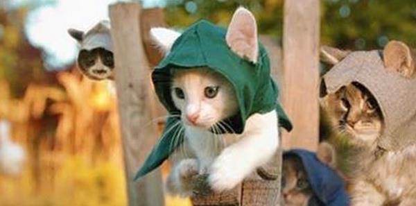Assassin’s Creed kitten cosplay image