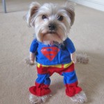 Superman dog costume