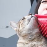 wtf-meet-licki-a-bizarre-brush-to-lick-your-cat-pet-gadgets