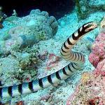 Belcher’s sea snake