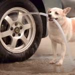 Dog Washing Car