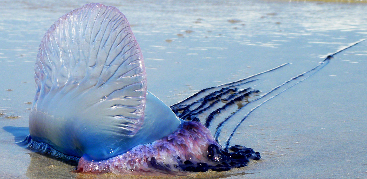 Portuguese Man O War