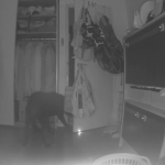 My dog chasing the laser pointer