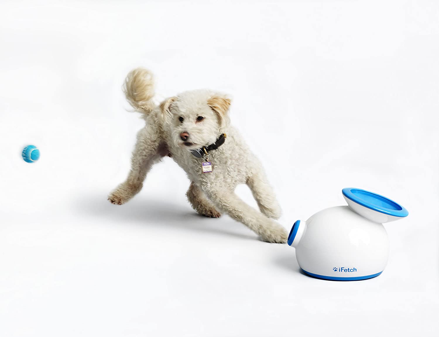 15 Best Dog Gadgets for National Puppy Day