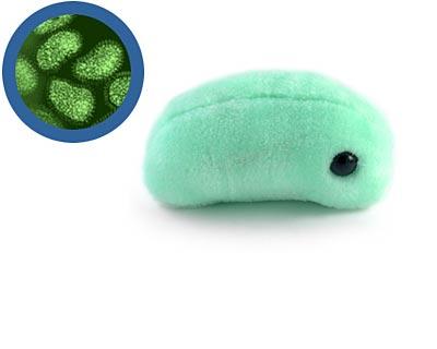 bacteria plush toys