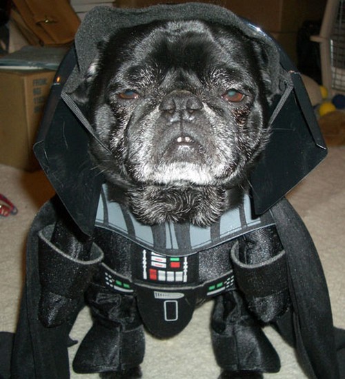 25 Completely Cute Animals in Star Wars Costumes