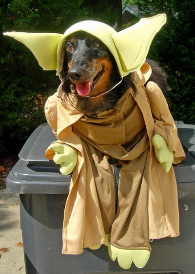 25 Completely Cute Animals in Star Wars Costumes