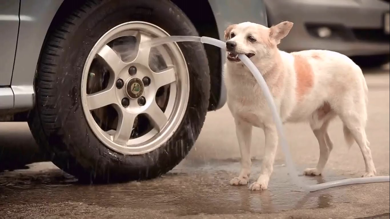 Dog Washing Car - Walyou